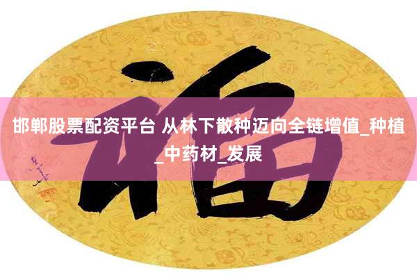 邯郸股票配资平台 从林下散种迈向全链增值_种植_中药材_发展